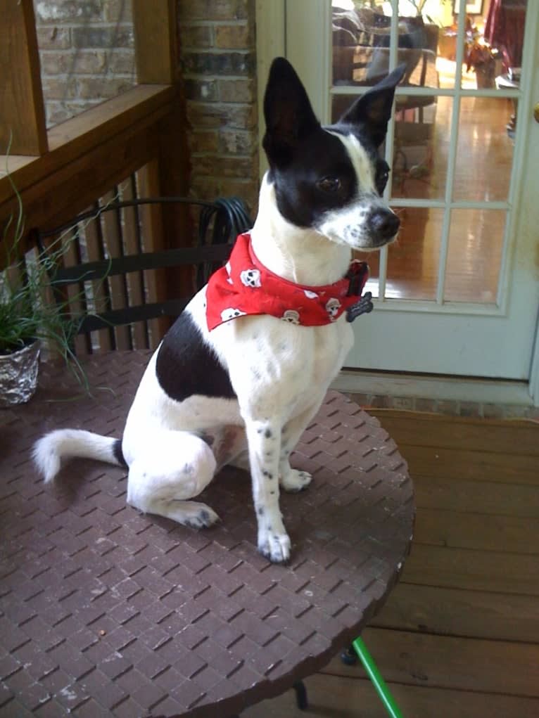 Tessa, a Poodle (Small) and American Pit Bull Terrier mix tested with EmbarkVet.com