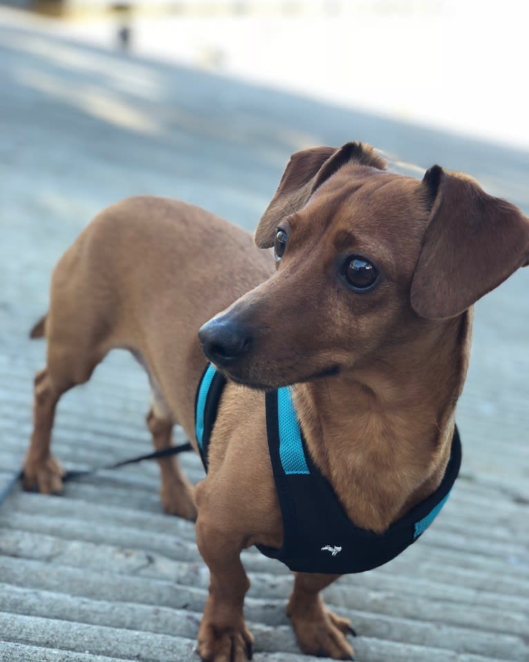 Chibi, a Dachshund and Chihuahua mix tested with EmbarkVet.com