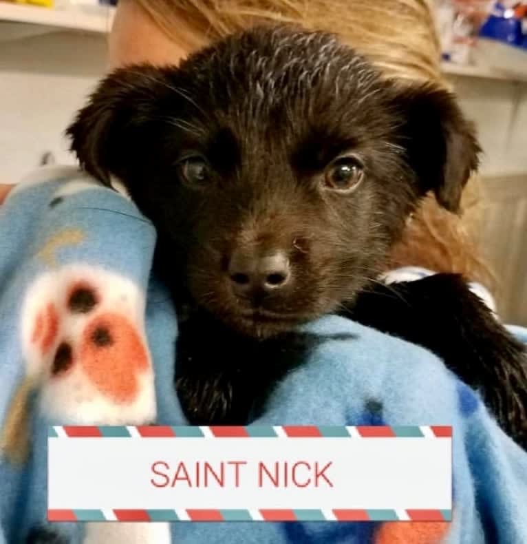 Saint, a Labrador Retriever and German Shepherd Dog mix tested with EmbarkVet.com