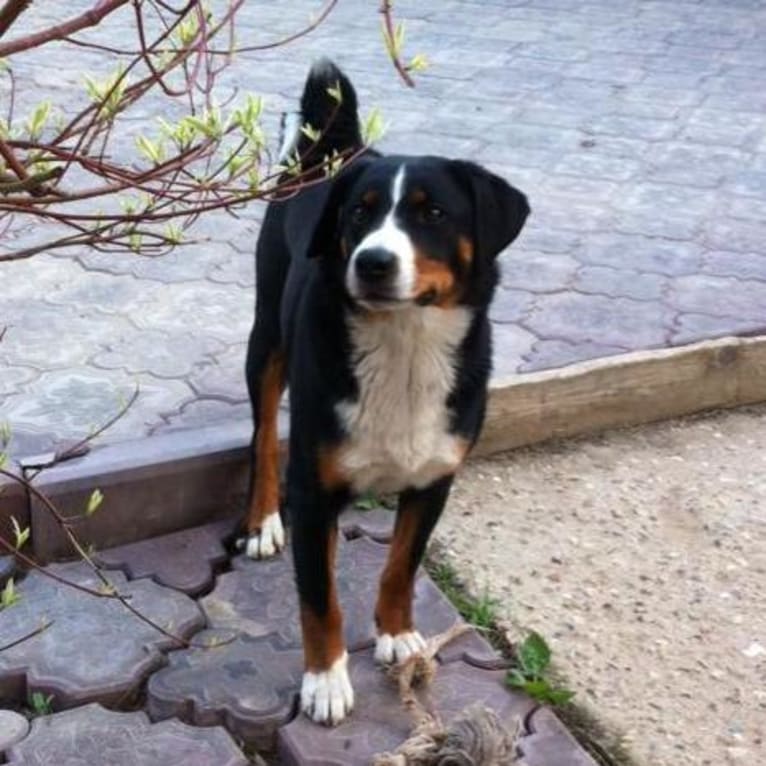 Yutti, an Appenzeller Sennenhund tested with EmbarkVet.com