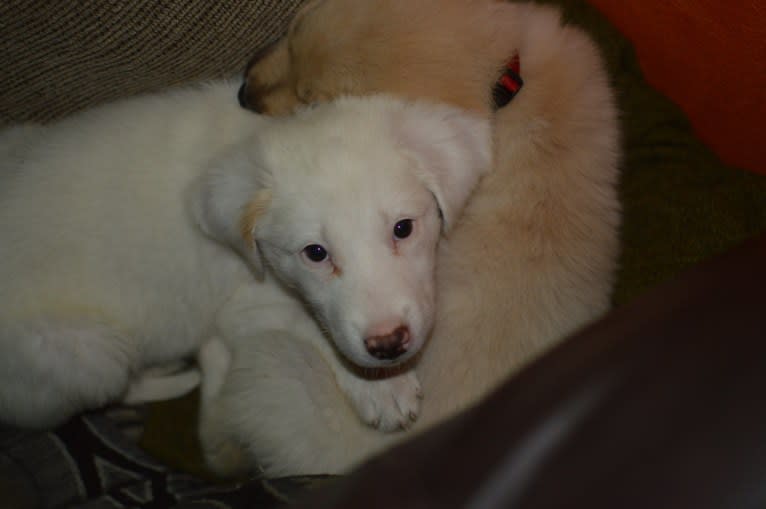 casper, a Great Pyrenees and Labrador Retriever mix tested with EmbarkVet.com