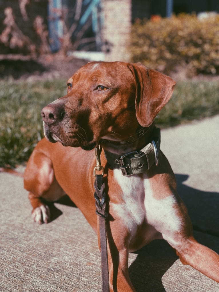 Tula, a Pointer and Llewellin Setter mix tested with EmbarkVet.com