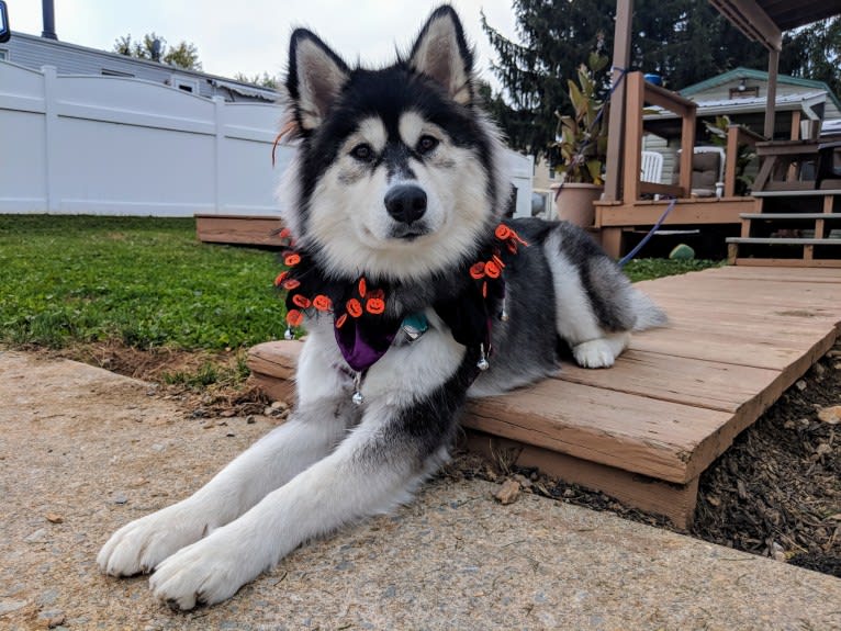 Luna, an Alaskan Malamute tested with EmbarkVet.com