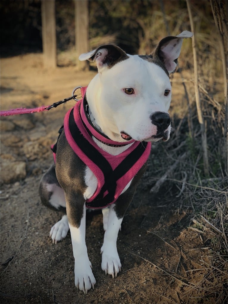 Lily, an American Bully and American Staffordshire Terrier mix tested with EmbarkVet.com