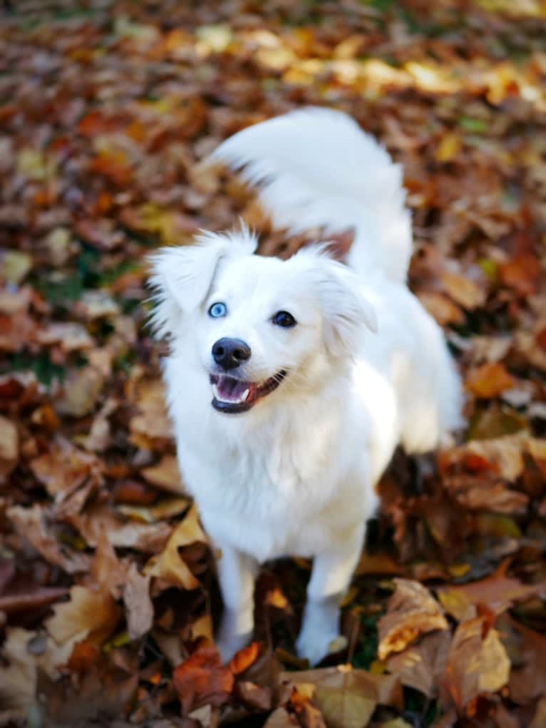 Luna, an American Eskimo Dog and Poodle (Small) mix tested with EmbarkVet.com