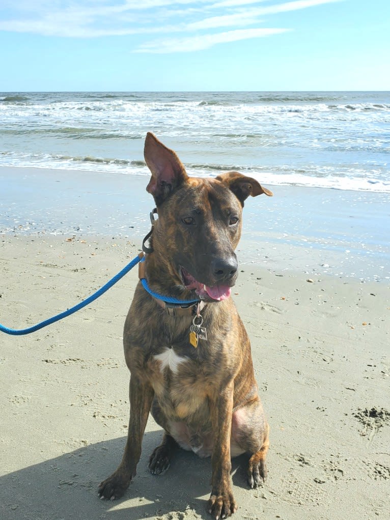YOGI, a German Shepherd Dog and American Pit Bull Terrier mix tested with EmbarkVet.com