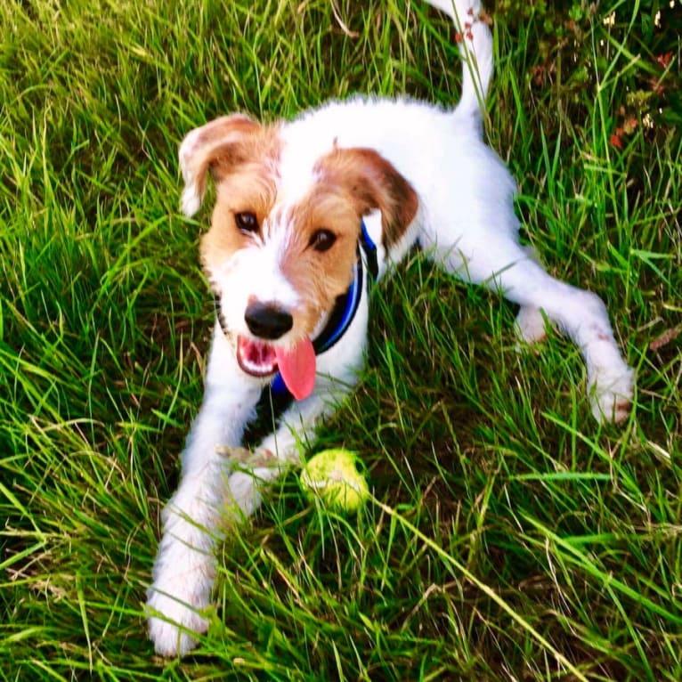 Freddy, a Russell-type Terrier and English Cocker Spaniel (Working Type) mix tested with EmbarkVet.com