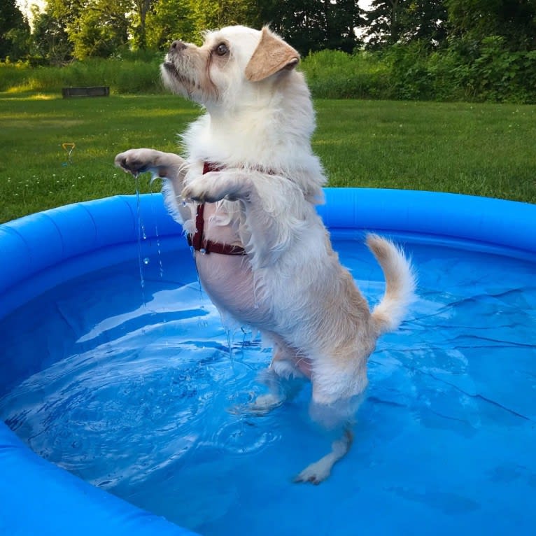 Dexter, a Pomeranian and Pug mix tested with EmbarkVet.com