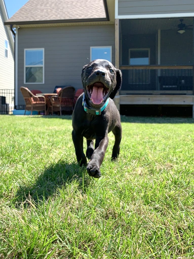 Kaya, a Weimaraner and Labrador Retriever mix tested with EmbarkVet.com