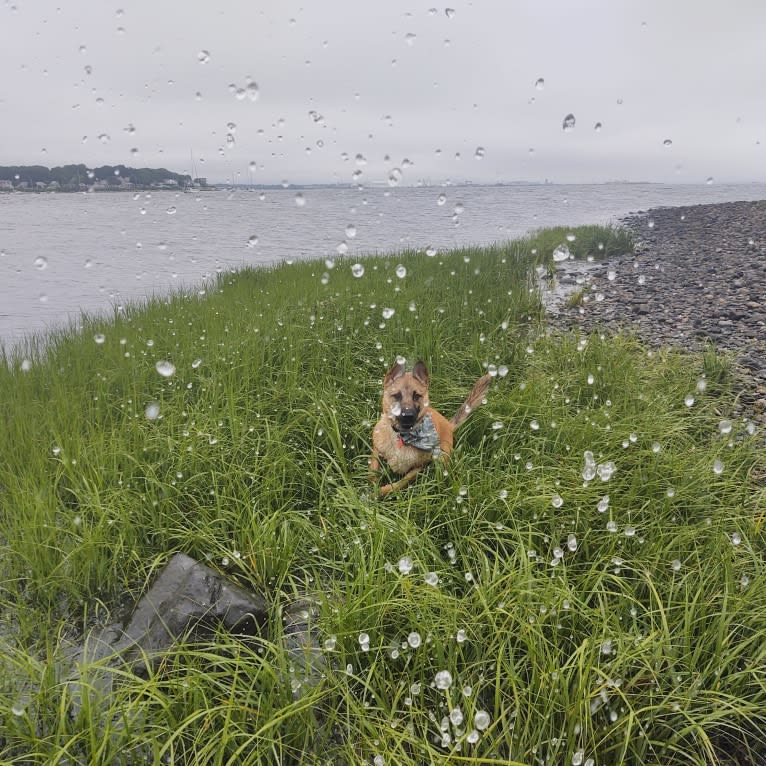 Everhett, a German Shepherd Dog and Australian Cattle Dog mix tested with EmbarkVet.com