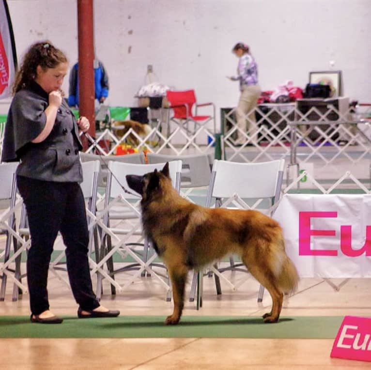 Faro, a Belgian Shepherd tested with EmbarkVet.com