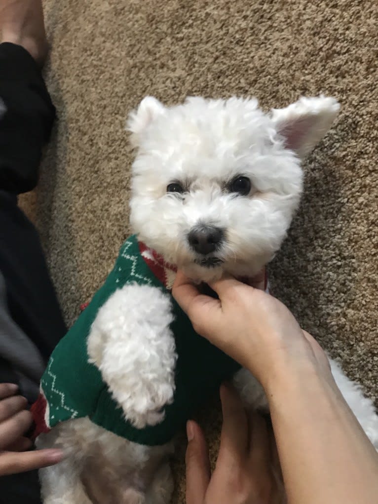 Nimbus, a Poodle (Small) and Bichon Frise mix tested with EmbarkVet.com