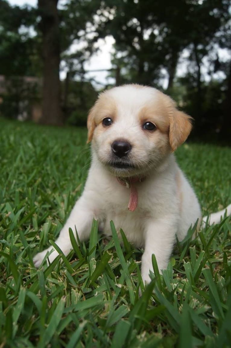 Wendy, a Great Pyrenees and American Pit Bull Terrier mix tested with EmbarkVet.com