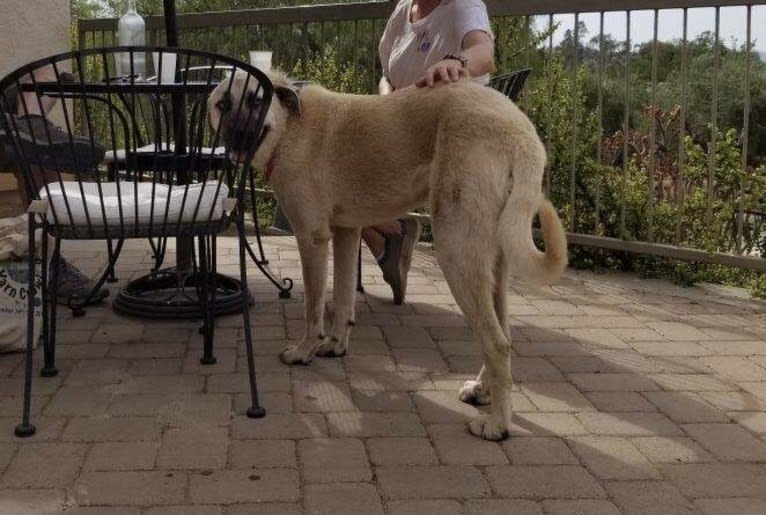 Boga, an Anatolian Shepherd Dog tested with EmbarkVet.com
