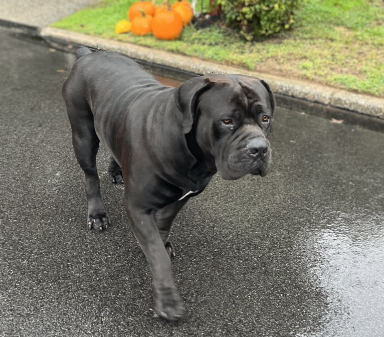 Jabali Boland, a Boerboel tested with EmbarkVet.com