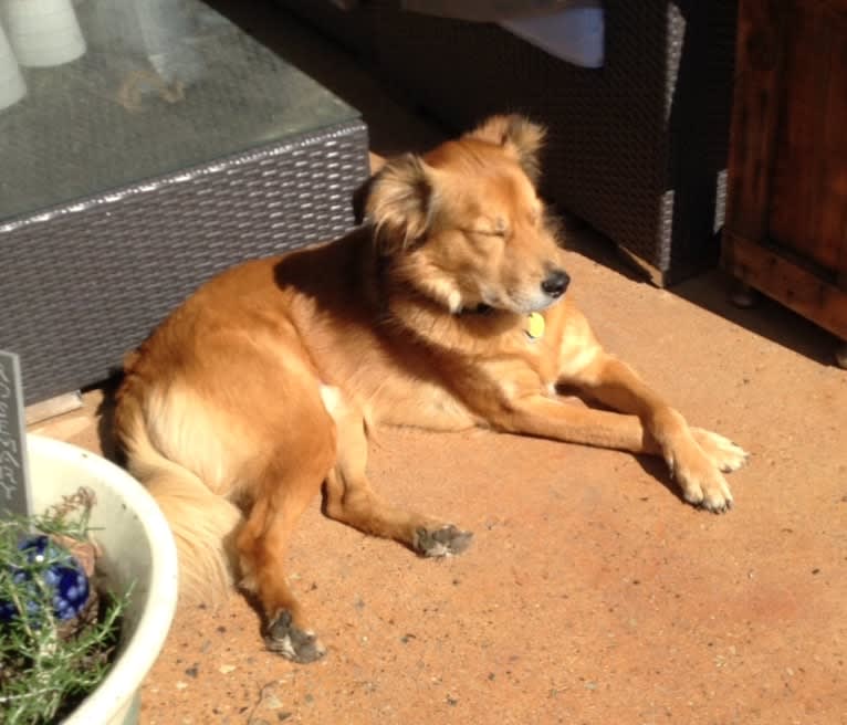 Einstein, a Great Pyrenees and American Pit Bull Terrier mix tested with EmbarkVet.com