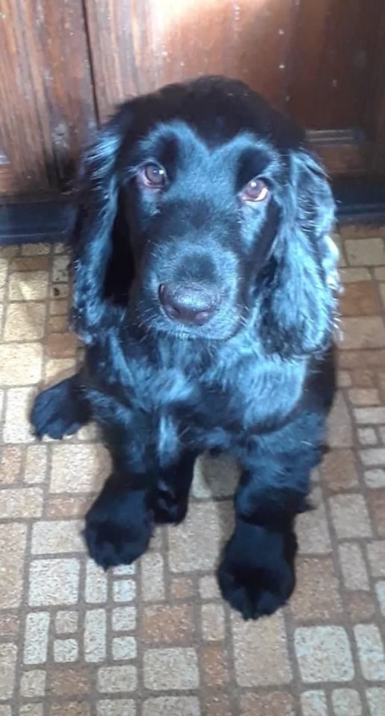 Harper, a Field Spaniel tested with EmbarkVet.com