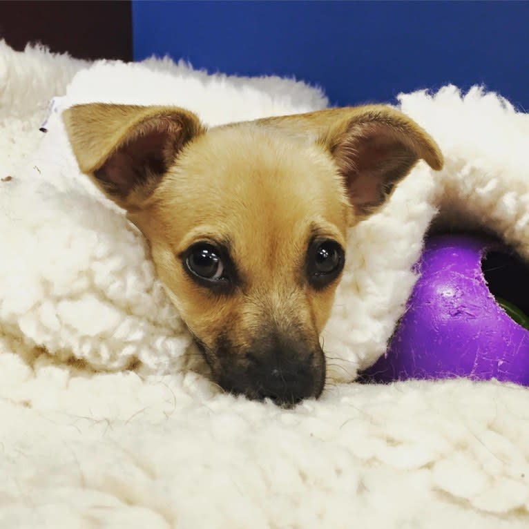 Wookie, a Chihuahua and West Highland White Terrier mix tested with EmbarkVet.com