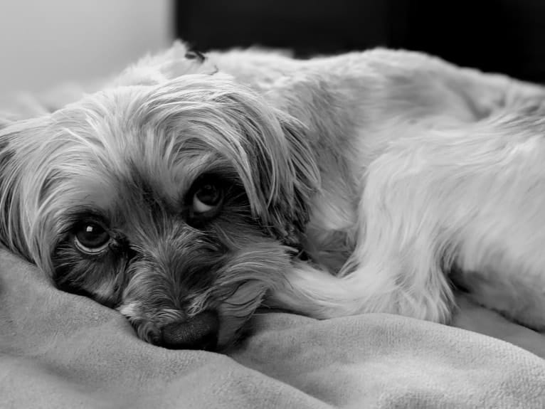 Frodo, a Biewer Terrier and Yorkshire Terrier mix tested with EmbarkVet.com