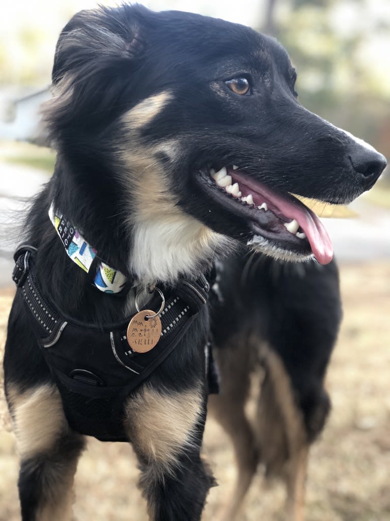 Sierra, a Border Collie and Australian Cattle Dog mix tested with EmbarkVet.com