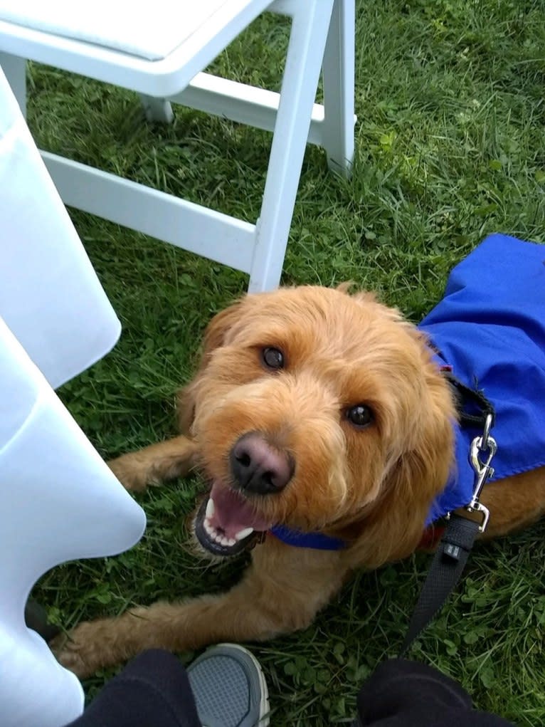 Chance, a Goldendoodle tested with EmbarkVet.com