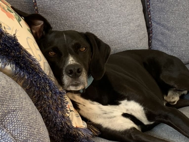 Finn, an Eastern European Village Dog and German Shorthaired Pointer mix tested with EmbarkVet.com