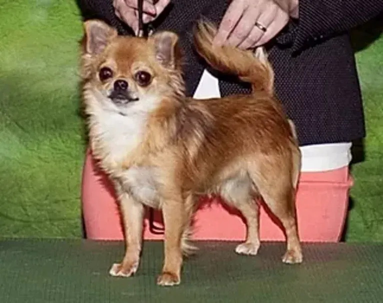 Lilou, a Chihuahua tested with EmbarkVet.com