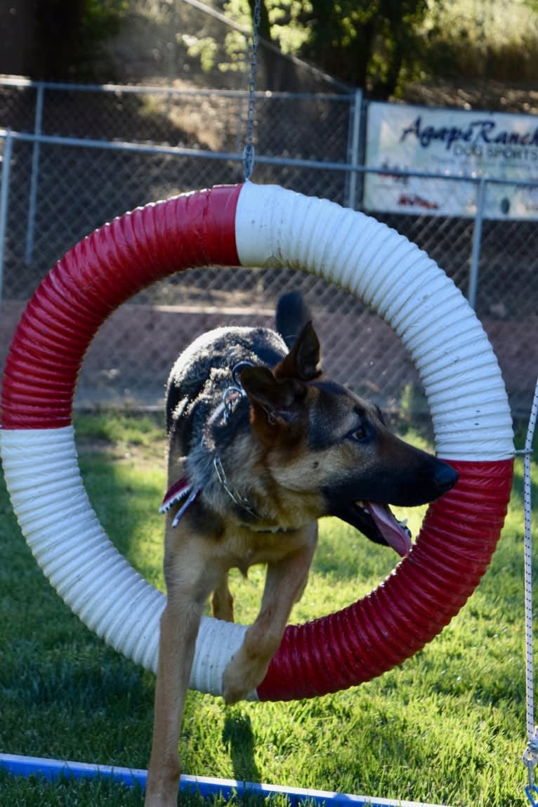 Gunther, a German Shepherd Dog and Labrador Retriever mix tested with EmbarkVet.com