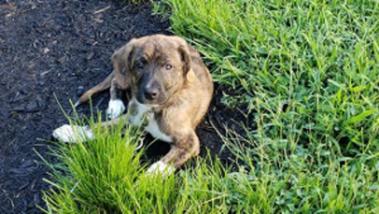 Sir Cornelius Brussel Sprout "Sprout", a Great Pyrenees and American Pit Bull Terrier mix tested with EmbarkVet.com