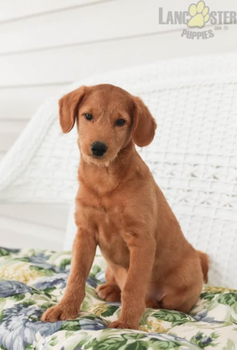 Buddy, a Poodle (Small) and Shiba Inu mix tested with EmbarkVet.com