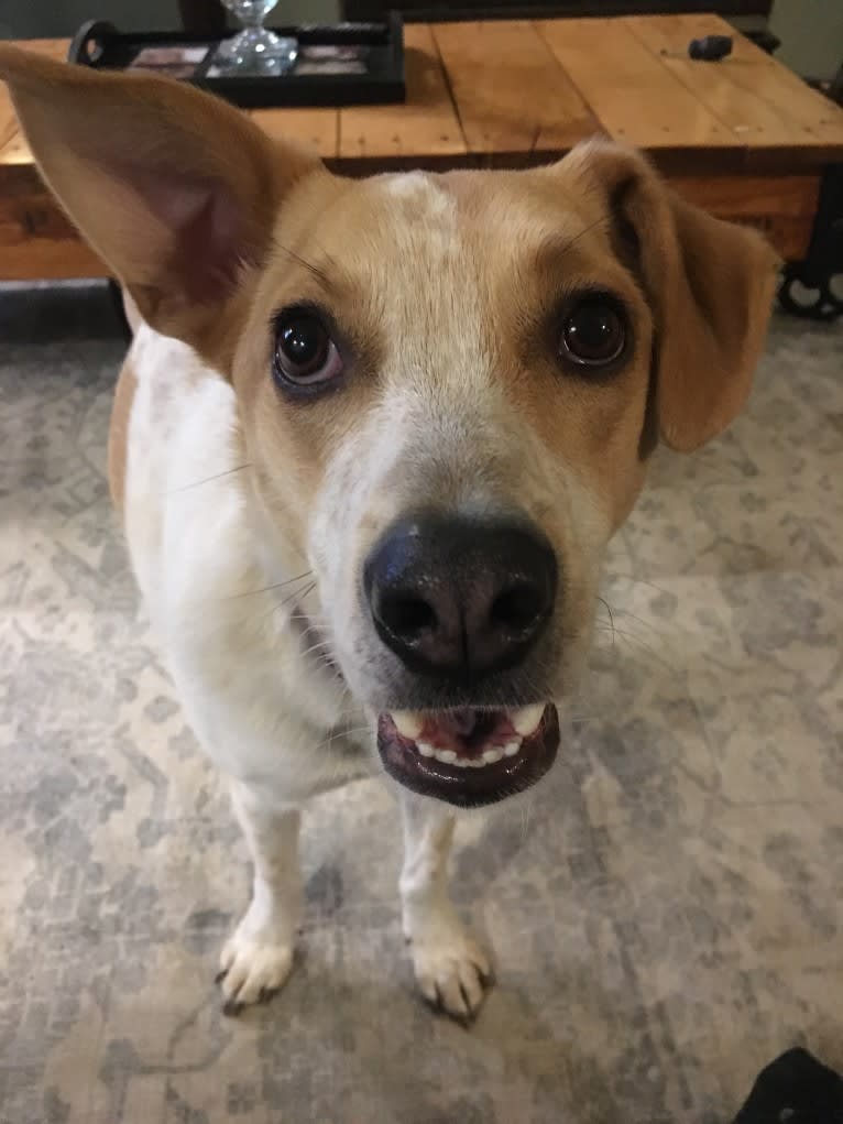 Lacey, an Australian Cattle Dog and German Shepherd Dog mix tested with EmbarkVet.com