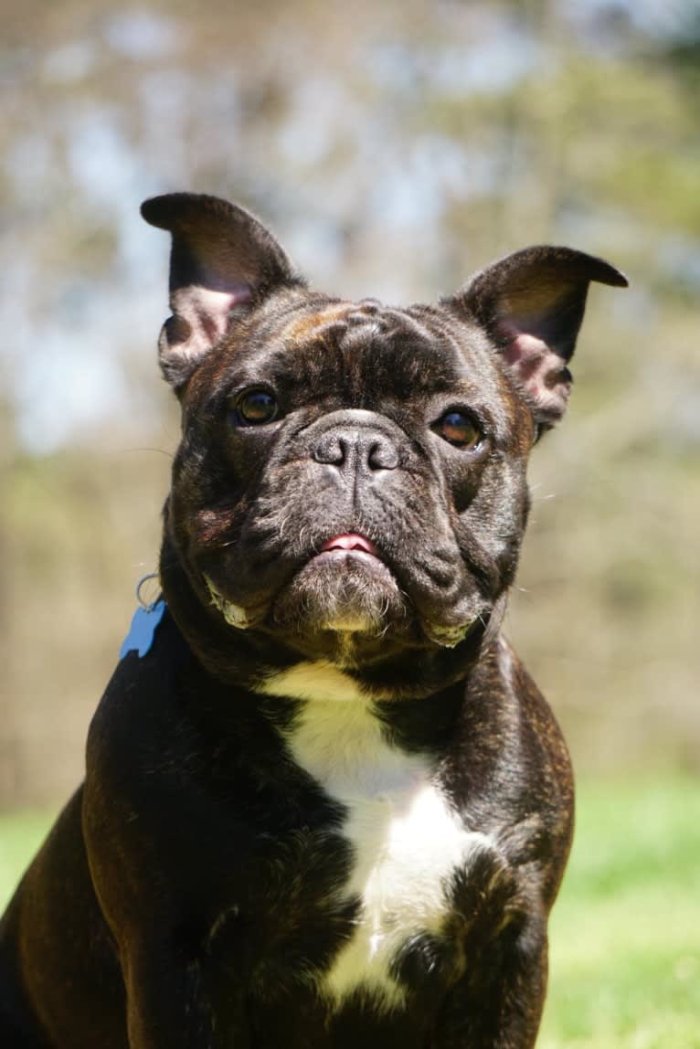 Eris, a French Bulldog and Bulldog mix tested with EmbarkVet.com