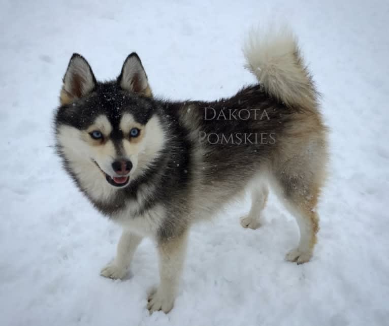 Dakota Pomskies Delta, a Pomsky tested with EmbarkVet.com