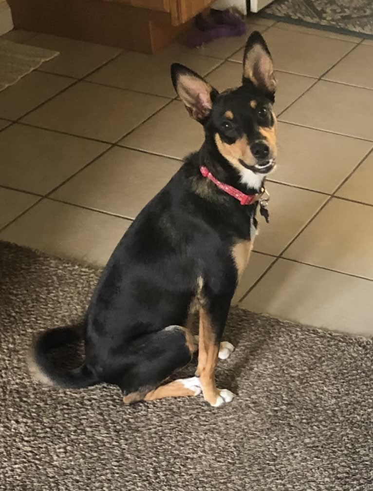 Betty Lou, an English Shepherd and Australian Cattle Dog mix tested with EmbarkVet.com