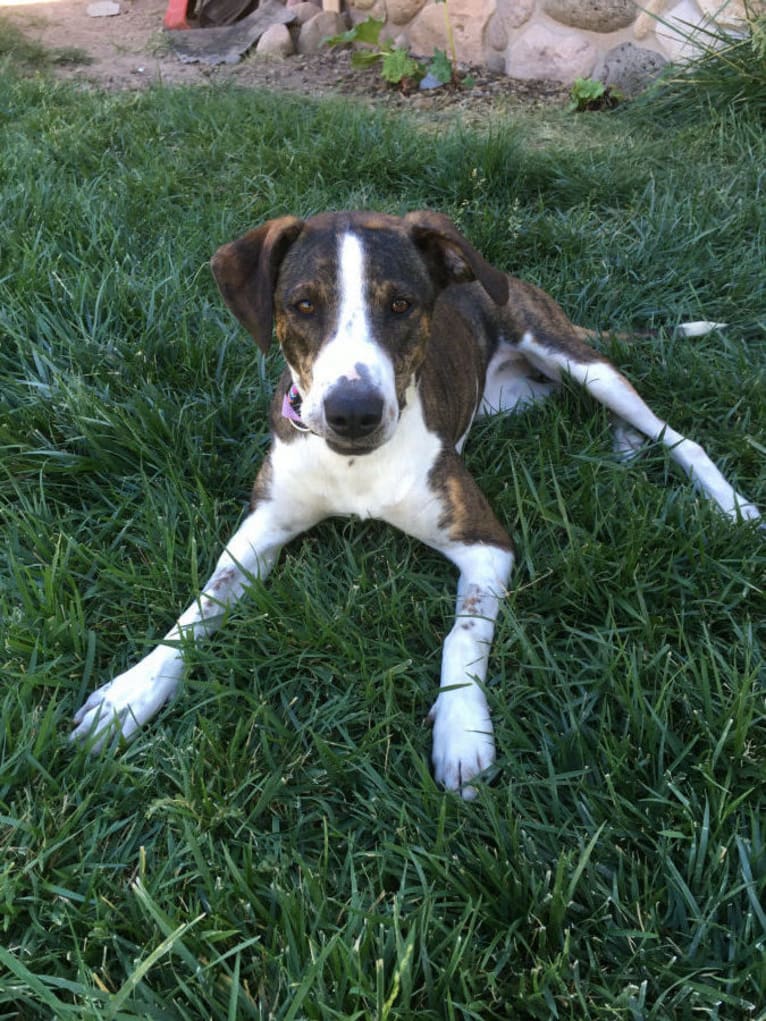 Cleo, a Border Collie and Labrador Retriever mix tested with EmbarkVet.com