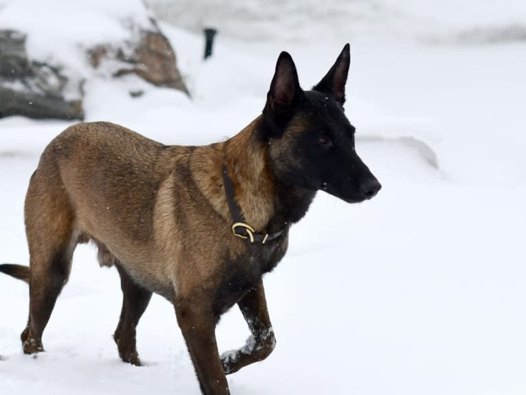 Maverick, a Belgian Shepherd tested with EmbarkVet.com