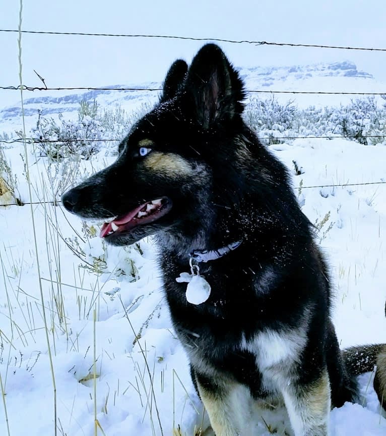 Enzo, a Siberian Husky and German Shepherd Dog mix tested with EmbarkVet.com
