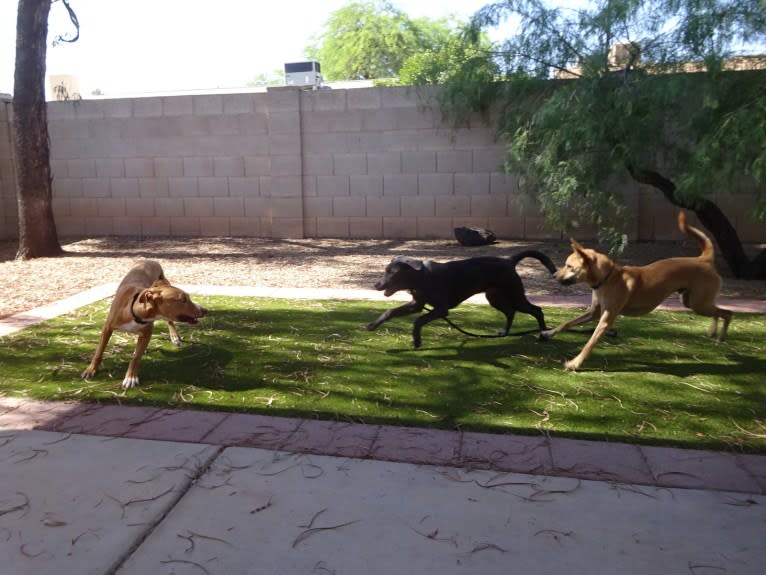 Bean, a Chow Chow and Chihuahua mix tested with EmbarkVet.com