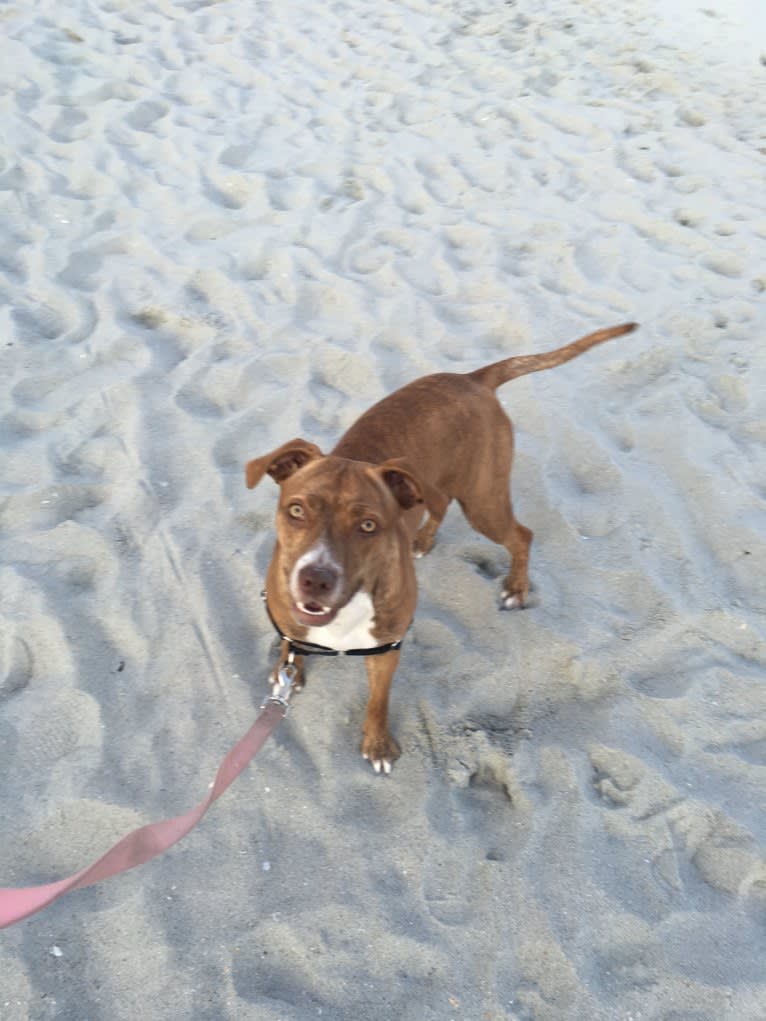 Buttercup, an American Pit Bull Terrier and Labrador Retriever mix tested with EmbarkVet.com