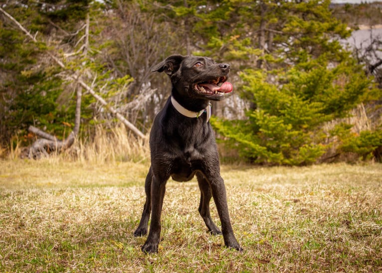 Cinder, a Newfoundland and Labrador Retriever mix tested with EmbarkVet.com