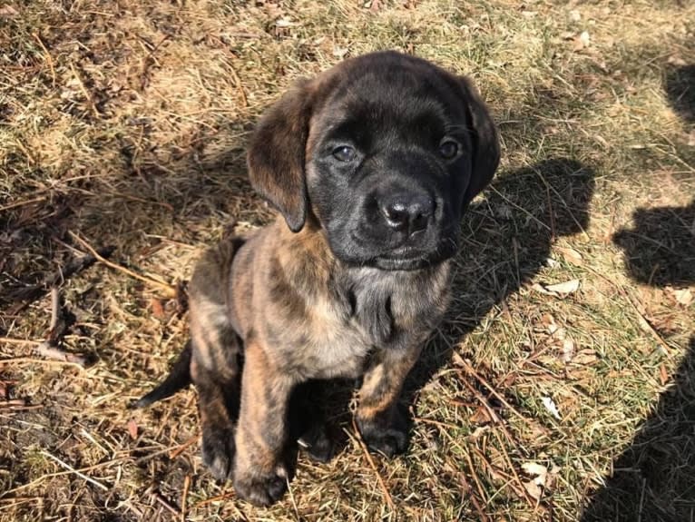 Calliope Jo Prudence Plein, a Mastiff tested with EmbarkVet.com