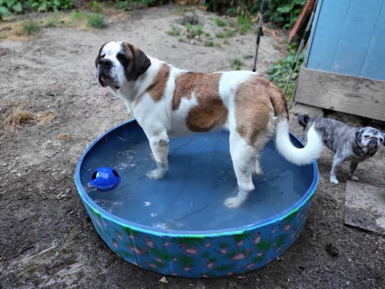 Milhouse "Millie", a Saint Bernard tested with EmbarkVet.com