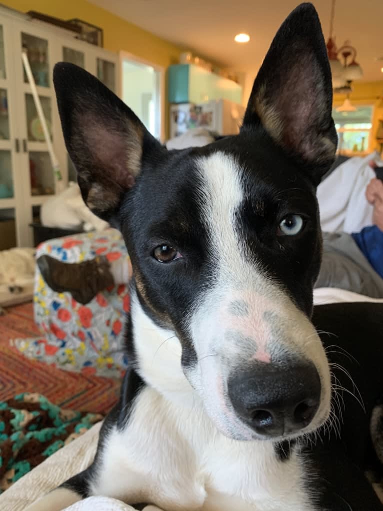 Charley, a Siberian Husky and American Pit Bull Terrier mix tested with EmbarkVet.com