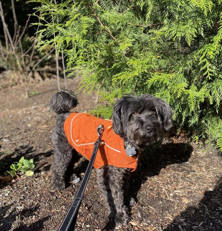 Moe, a Poodle (Small) and Bichon Frise mix tested with EmbarkVet.com