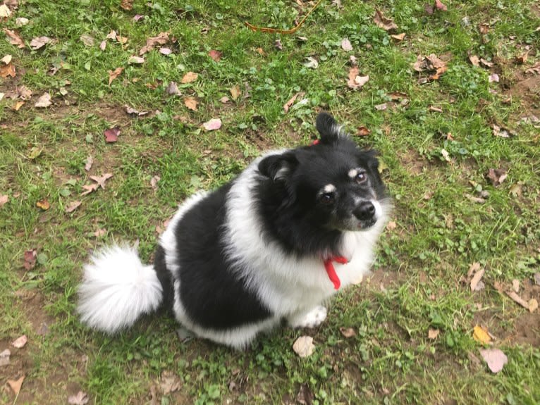 Piper, an American Eskimo Dog and Pomeranian mix tested with EmbarkVet.com