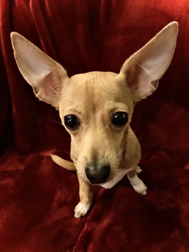 Oliver, a Chihuahua and Poodle (Small) mix tested with EmbarkVet.com