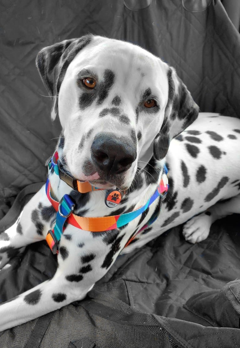 Wrangler, a Dalmatian tested with EmbarkVet.com