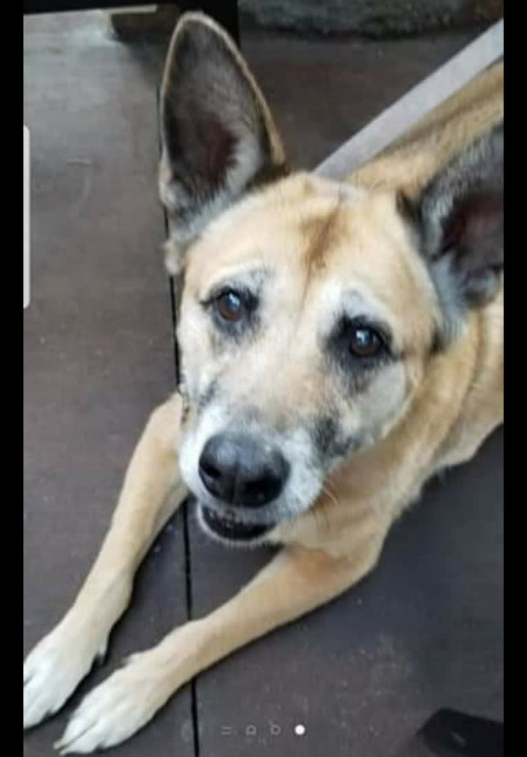 Bailey, an American Village Dog and Rottweiler mix tested with EmbarkVet.com