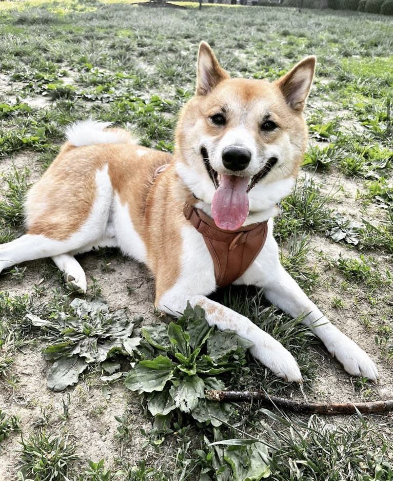 Logan, a Shiba Inu tested with EmbarkVet.com