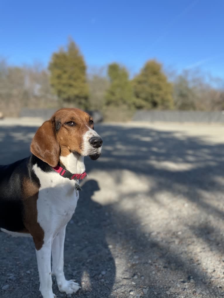 Roxy, a Treeing Walker Coonhound tested with EmbarkVet.com